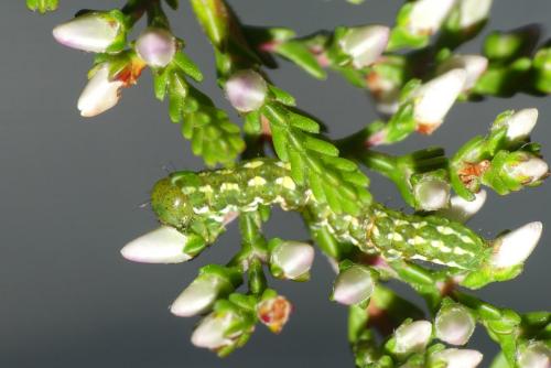 Réf. 264 973 : Anarta myrtilli